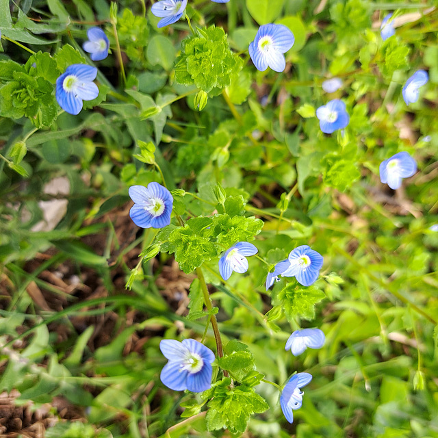 Gamander-Ehrenpreis (Veronica chamaedrys)