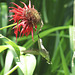 Ruby throated hummingbird