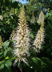 Bottlebrush Buckeye