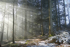 Sonnenstrahlen durchfluten den Wald