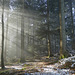 Sonnenstrahlen durchfluten den Wald