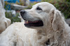 Kodi, White Golden Retriever - Nikon D750 - AF Nikkor 28-105mm 1:3.5-4.5 D