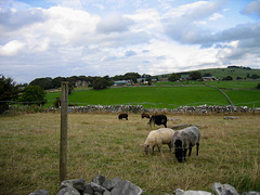 Looking across to Heathcote from track to Dale End