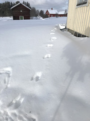 not reindeer tracks, squirrel tracls