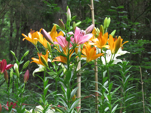 Lilies in the garden