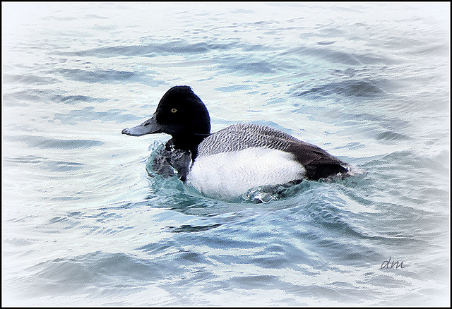 Lesser Scaup (Aythya affinis), male