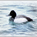 Lesser Scaup (Aythya affinis), male