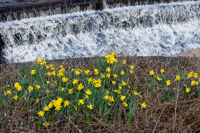 Daffodils  ( in a sheltered spot)