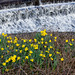 Daffodils  ( in a sheltered spot)