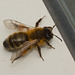 BeeIMG 4057