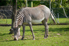 Zebra (1)