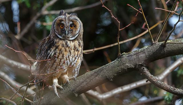 Hibou moyen duc