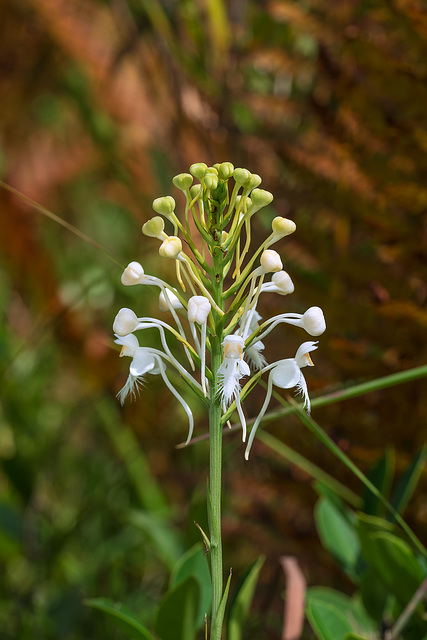 Platanthera conspicua (Southern White Fringed orchid)