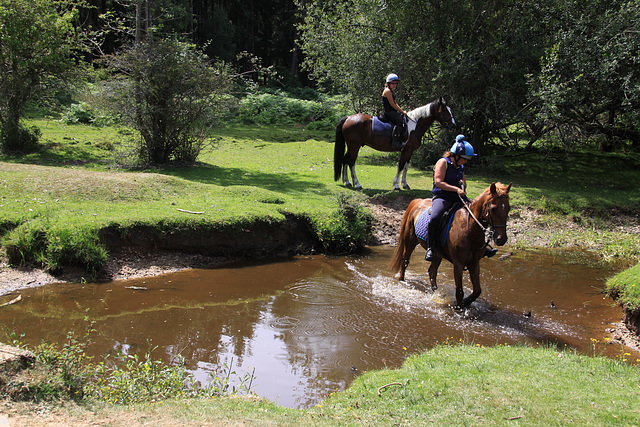 Horse crossing