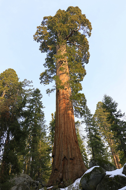 General Grant Sequoia