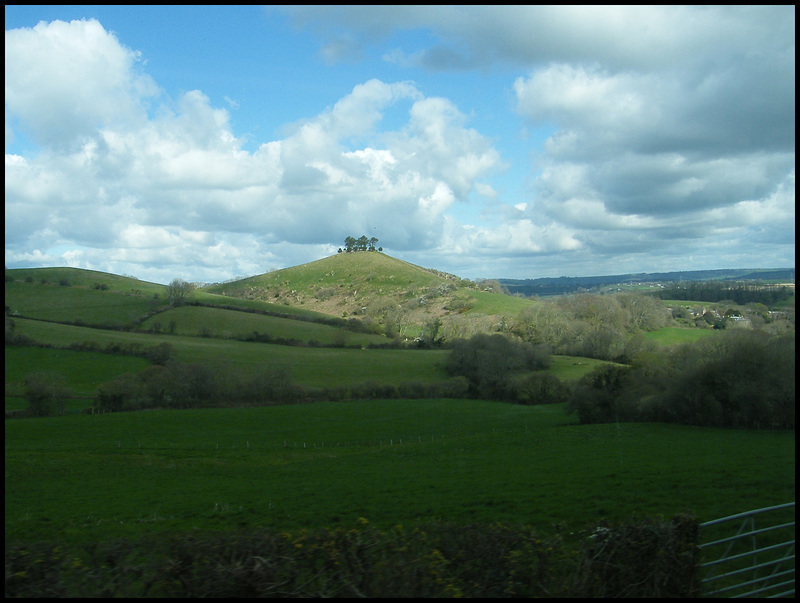 more trees on Colmer's Hill