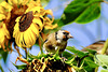 Der Stieglitz liebt Sonnenblumenkerne