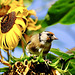 Der Stieglitz liebt Sonnenblumenkerne