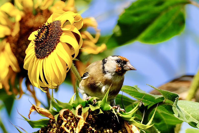 Der Stieglitz liebt Sonnenblumenkerne