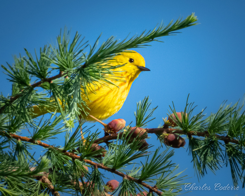 Charles Coderre - Paruline Jaune