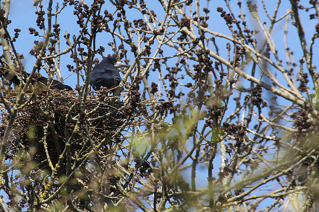 Rooks