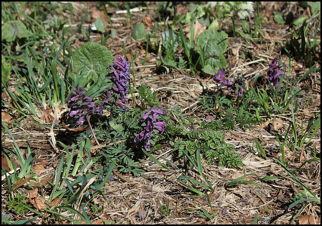 Corydalis solida