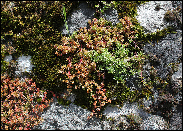 Sedum album