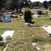 Cuban funerary garden.