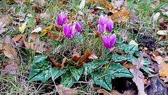 Cyclamens de Naples....