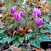 Cyclamens de Naples....