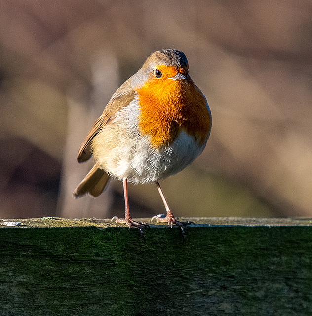 Robin