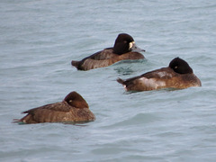 Lesser Scaup (Aythya affinis), females