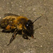 BeeIMG 4054