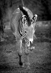 Zebra (2)