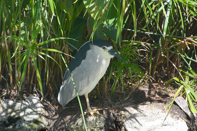 Dominican Republic, Night Heron (Nycticorax)