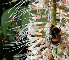 Bottlebrush Buckeye