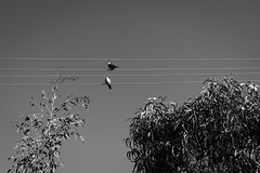 Funambulists