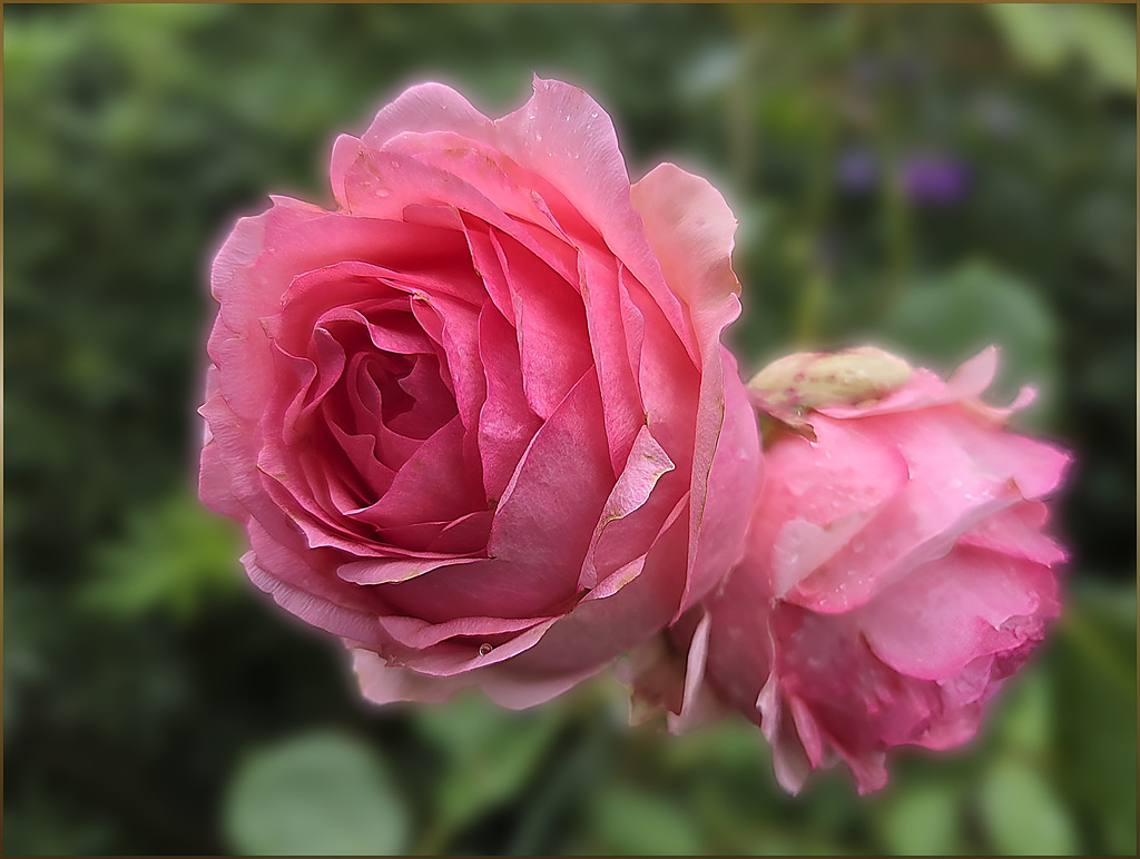 Roses