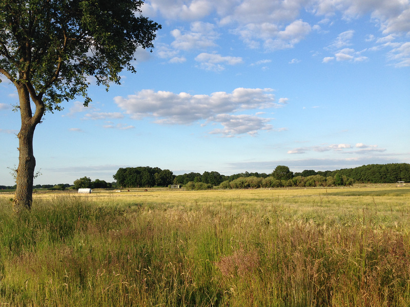 Abendstimmung in der Heide