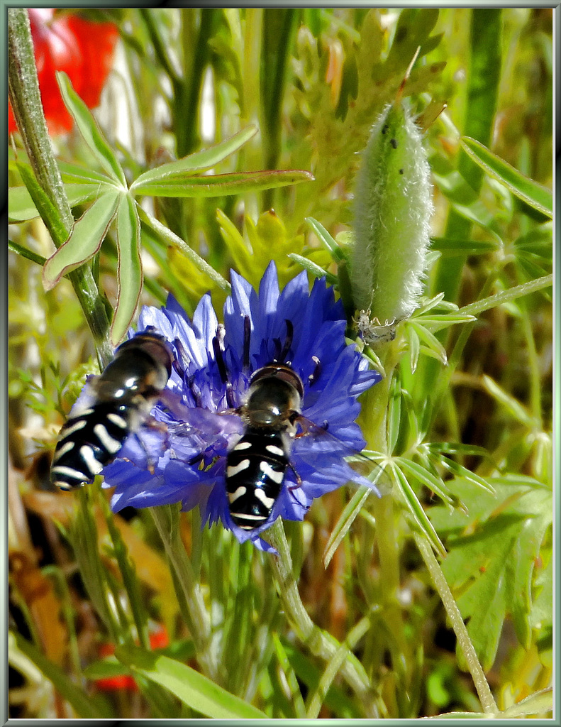 Breitkopf-Frühlingsschwebfliege.  ©UdoSm