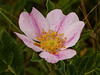 Delicate wild Rose