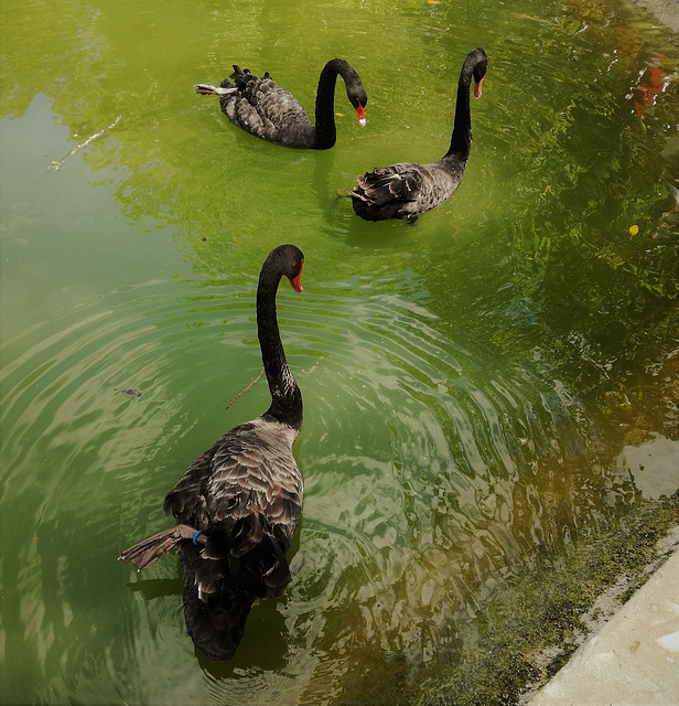 Black Swans