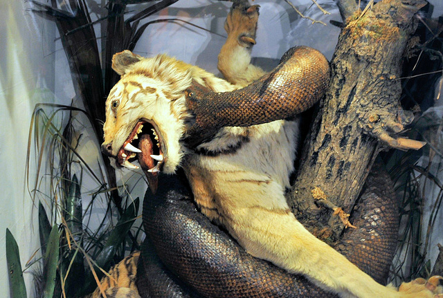 Museum display tiger & python.