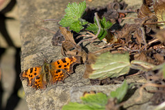 My first butterfly sighting of 2019