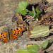 My first butterfly sighting of 2019