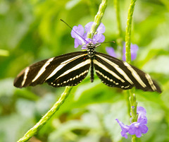 Zebra longwing butterfly