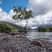 The lone tree, Lake Padarn5