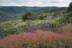 Rumex induratus, Caryophyllales, Penedos