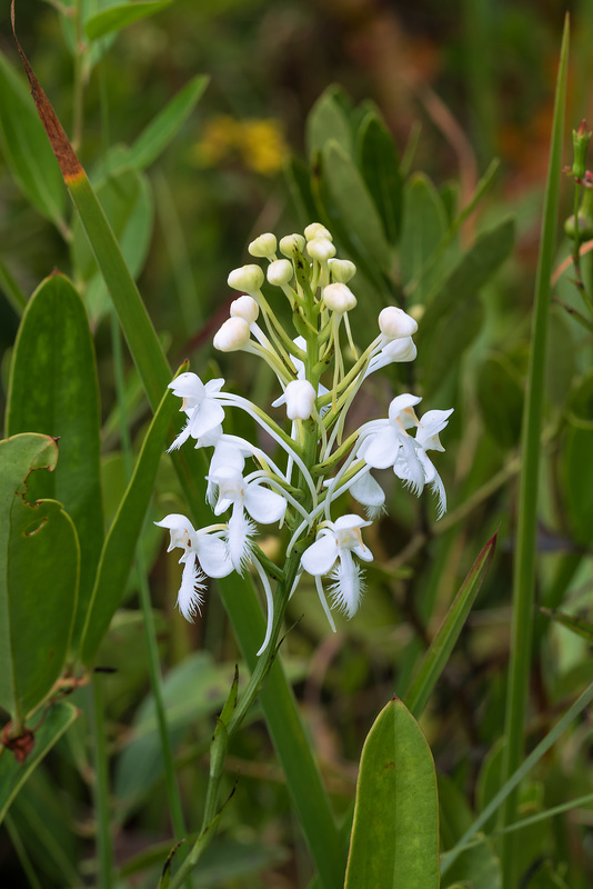 Platanthera conspicua (Southern White Fringed orchid)