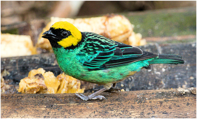 EF7A1454 Saffron Crowned Tanager